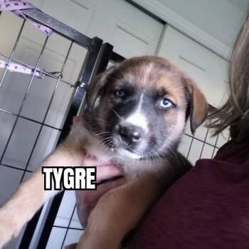 Shepherd and Husky Dogs Available for Adoption - Tygre | PetCurious