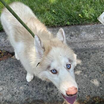 CONDENSED MILK -  Alaskan Malamute Dog Available for Adoption in Greensboro, North Carolina - CONDENSED MILK | PetCurious
