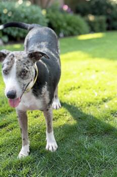Sunday -  Australian Cattle Dog Blue Heeler and Australian Shepherd Dog for Adoption in Austin, Texas - Sunday | PetCurious