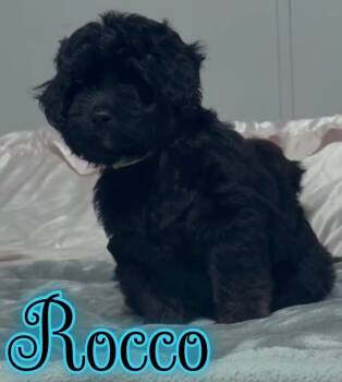 Rocco -  Goldendoodle Dog for Sale in St. Cloud, Florida - Rocco | PetCurious