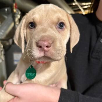 Mixed Breed Dogs Available for Adoption in Buffalo, Minnesota - Breeze | PetCurious