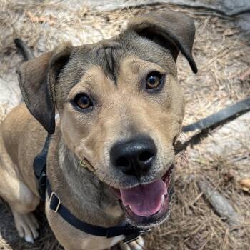 Black Mouth Cur and Labrador Retriever Dogs Available for Adoption in Cedar Mountain, North Carolina - Rainey  | PetCurious