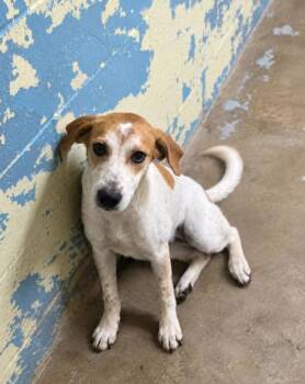 Charlotte -  Coonhound Dog for Adoption in Bedford, Indiana - Charlotte | PetCurious