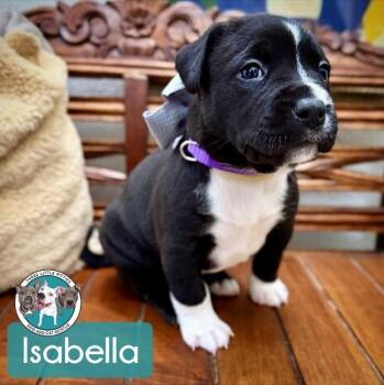 Isabella Encanto -  Pit Bull Terrier and Labrador Retriever Dog for Adoption in Friendswood, Texas - Isabella Encanto | PetCurious