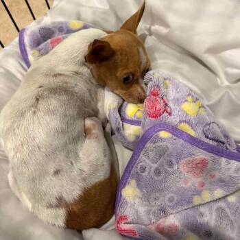 Odin -  Chihuahua Dog for Adoption in Park Row, Texas - Odin | PetCurious