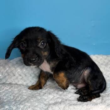 Joshua -  Black Labrador Retriever and Mixed Breed Dog for Adoption in San Antonio, Texas - Joshua | PetCurious