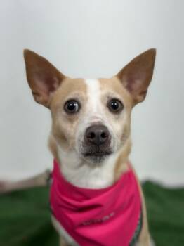 Benito-One of our Amazing Rescue Dogs -  Jack Russell Terrier and Rat Terrier Dog for Adoption in Carlsbad, California - Benito-One Of Our Amazing Rescue Dogs | PetCurious