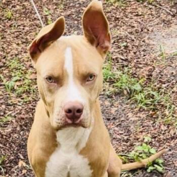 Beau -  Mixed Breed Dog for Adoption in Williston, Florida - Beau | PetCurious