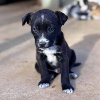 Terrier Dogs Available for Adoption - Emmett | PetCurious