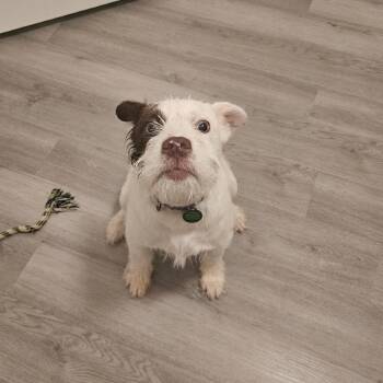 Mixed Breed Dogs Available for Adoption - Perkin | PetCurious