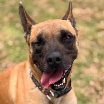 Mamba (20261004-02) -  Belgian Shepherd Malinois Dog for Adoption in Niagara Falls, Ontario - Mamba (20261004-02) | PetCurious