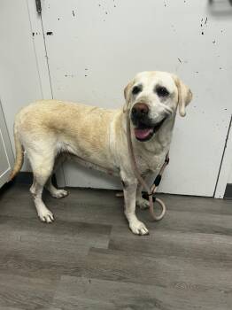 Marley -  Yellow Labrador Retriever Dog for Adoption in Orange, Virginia - Marley | PetCurious