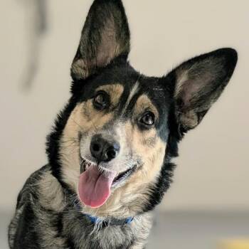 Simba -  Shepherd and Mixed Breed Dog for Adoption in Yankton, South Dakota - Simba | PetCurious