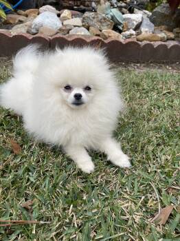 Luna -  Pomeranian Dog for Sale in Lafayette, Louisiana - Luna | PetCurious