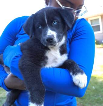Labrador Retriever and Husky Dogs Available for Adoption in Minnetrista, Minnesota - Flurry | PetCurious