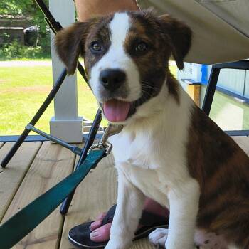 Nellie -  Australian Shepherd and Great Pyrenees Dog for Adoption in Atlanta, Texas - Nellie | PetCurious