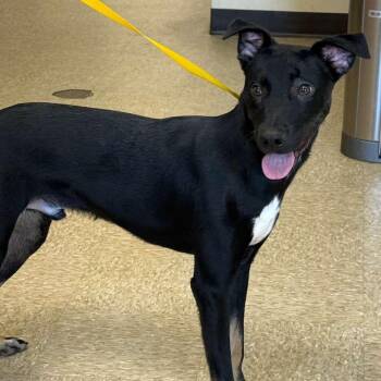 Mixed Breed Dogs Available for Adoption in Cumming, Georgia - Tubby 22524 | PetCurious