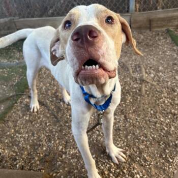 DW Arthur -  Hound and Pointer Dog for Adoption in Austin, Texas - DW Arthur | PetCurious
