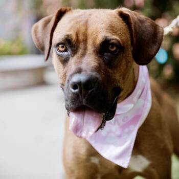 Rescue Dogue De Bordeaux and Pit Bull Terrier Dogs for Adoption in Los Gatos, California - Missy | PetCurious