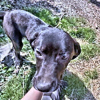 Rescue German Shepherd Dog and Golden Retriever Dogs for Adoption in Rutherfordton, North Carolina - Smokey | PetCurious