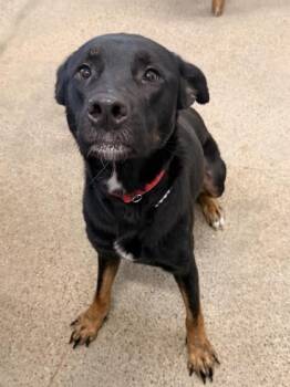 Australian Kelpie Dogs Available for Adoption in Cleveland, Ohio - Sasha | PetCurious