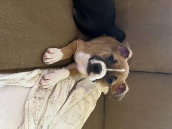 Boxer and Pit Bull Terrier Dogs Available for Adoption in Akron, Ohio - Lil Puddin  | PetCurious