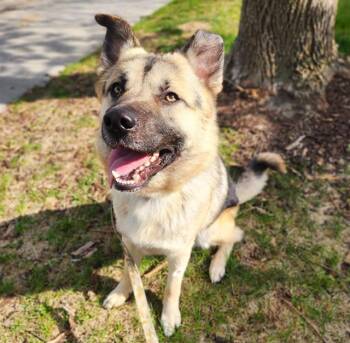 German Shepherd Dog and Pit Bull Terrier Dogs Available for Adoption in Minneapolis, Minnesota - KONA | PetCurious