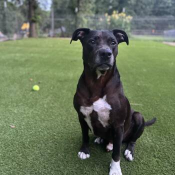 Bryan -  Labrador Retriever and American Staffordshire Terrier Dog for Adoption in Magnolia, Texas - Bryan | PetCurious