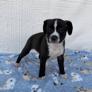 Cookie Cake -  Terrier and Mixed Breed Dog for Adoption in Carencro, Louisiana - Cookie Cake | PetCurious