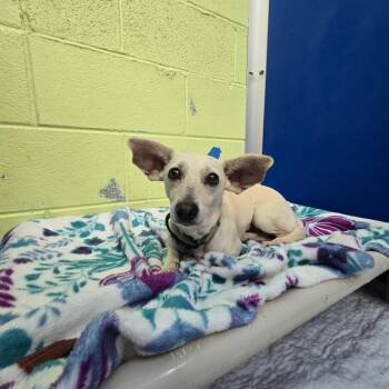 Trixie -  Chihuahua Dog for Adoption in Newport, Tennessee - Trixie | PetCurious