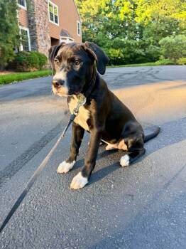 Jack Black -  Black Labrador Retriever Dog for Adoption in Roxbury Township, New Jersey - Jack Black | PetCurious