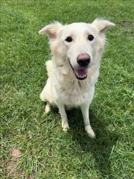 SERAPHINA -  Golden Retriever and Great Pyrenees Dog for Adoption in Conroe, Texas - SERAPHINA | PetCurious