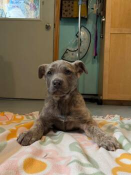 German Shepherd Dog and Pit Bull Terrier Dogs Available for Adoption in Ashland, Wisconsin - Feyre | PetCurious