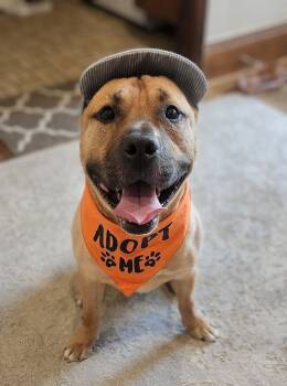 Benny -  Bulldog Dog for Adoption in Bowie, Maryland - Benny | PetCurious