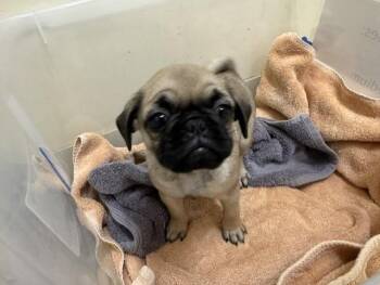 A199069 -  Pug Dog for Adoption in Fremont, California - A199069 | PetCurious