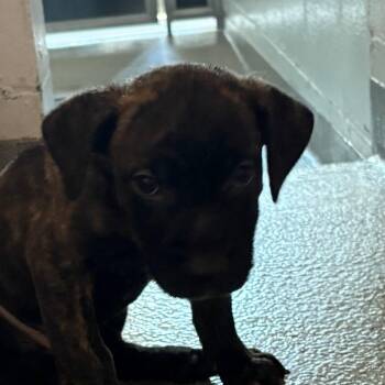 Swirl -  Mixed Breed Dog for Adoption in Kennebunk, Maine - Swirl | PetCurious