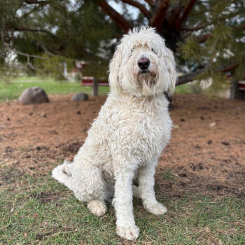 Rescue Poodle and Mixed Breed Dogs for Adoption in Fargo, North Dakota - Bonita | PetCurious