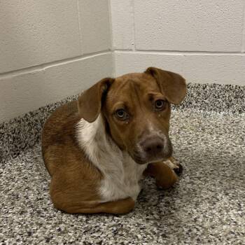 Bandana -  Beagle Dog for Adoption in Morganton, North Carolina - Bandana | PetCurious