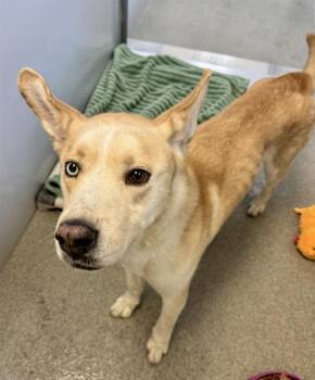BLONDIE -  Siberian Husky and Mixed Breed Dog for Adoption in West Valley City, Utah - BLONDIE | PetCurious