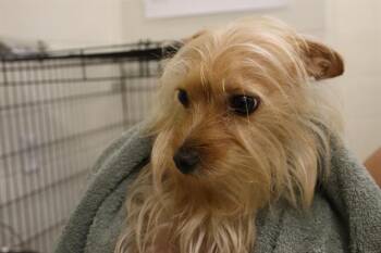 PEBBLES -  Mixed Breed Dog for Adoption in Columbia, South Carolina - PEBBLES | PetCurious