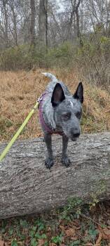 Australian Cattle Dog Blue Heeler Dogs Available for Adoption in Herndon, Virginia - Scout | PetCurious