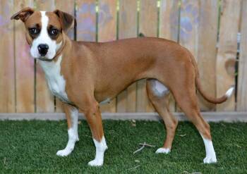 SPLOOSH -  Boxer and Mixed Breed Dog for Adoption in West Valley City, Utah - SPLOOSH | PetCurious
