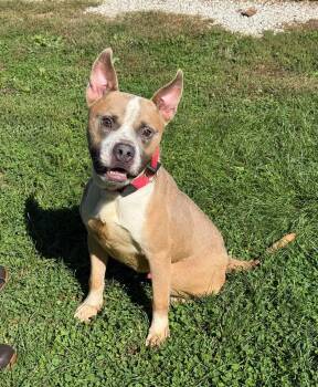 Wally -  Pit Bull Terrier Dog for Adoption in Springfield, Illinois - Wally | PetCurious