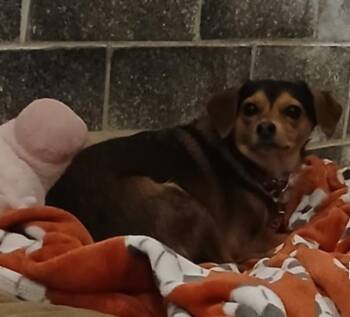 Mixed Breed Dogs Available for Adoption - Beanie Girl | PetCurious