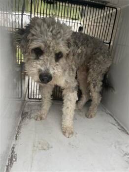 Poodle Dogs Available for Adoption - A651035 | PetCurious