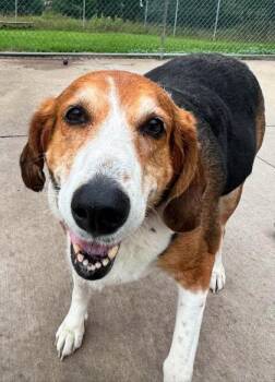Betty -  Hound Dog for Adoption in Waupaca, Wisconsin - Betty | PetCurious