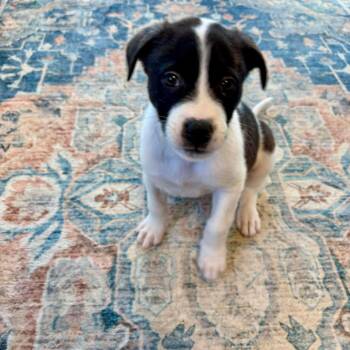 Mixed Breed Dogs Available for Adoption - Frost | PetCurious