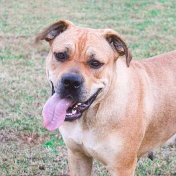Rescue Mastiff Dogs for Adoption in Groveland, Massachusetts - Halle | PetCurious
