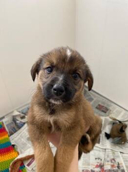 Shepherd and Great Pyrenees Dogs Available for Adoption in Winnipeg, Manitoba - Flora | PetCurious