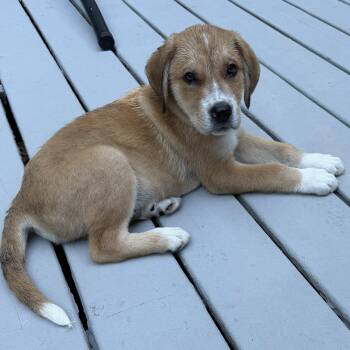 Graham -  Labrador Retriever Dog for Adoption in Tunica, Mississippi - Graham | PetCurious